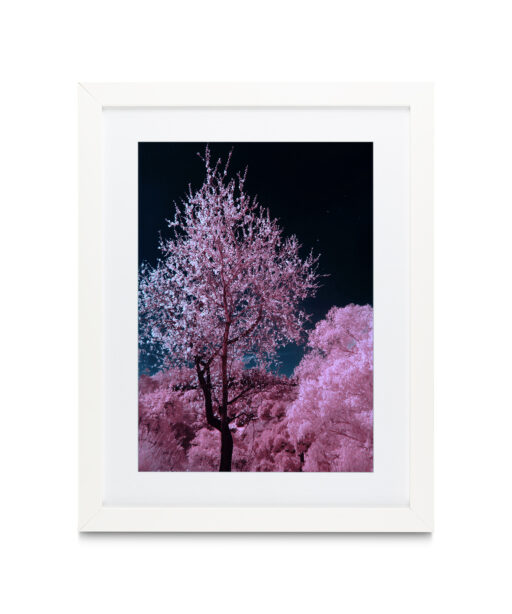 Pink Cherry Blossoms Floral FLORES_027 OR - Image 3