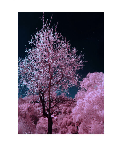 Pink Cherry Blossoms Floral FLORES_027 OR - Image 7