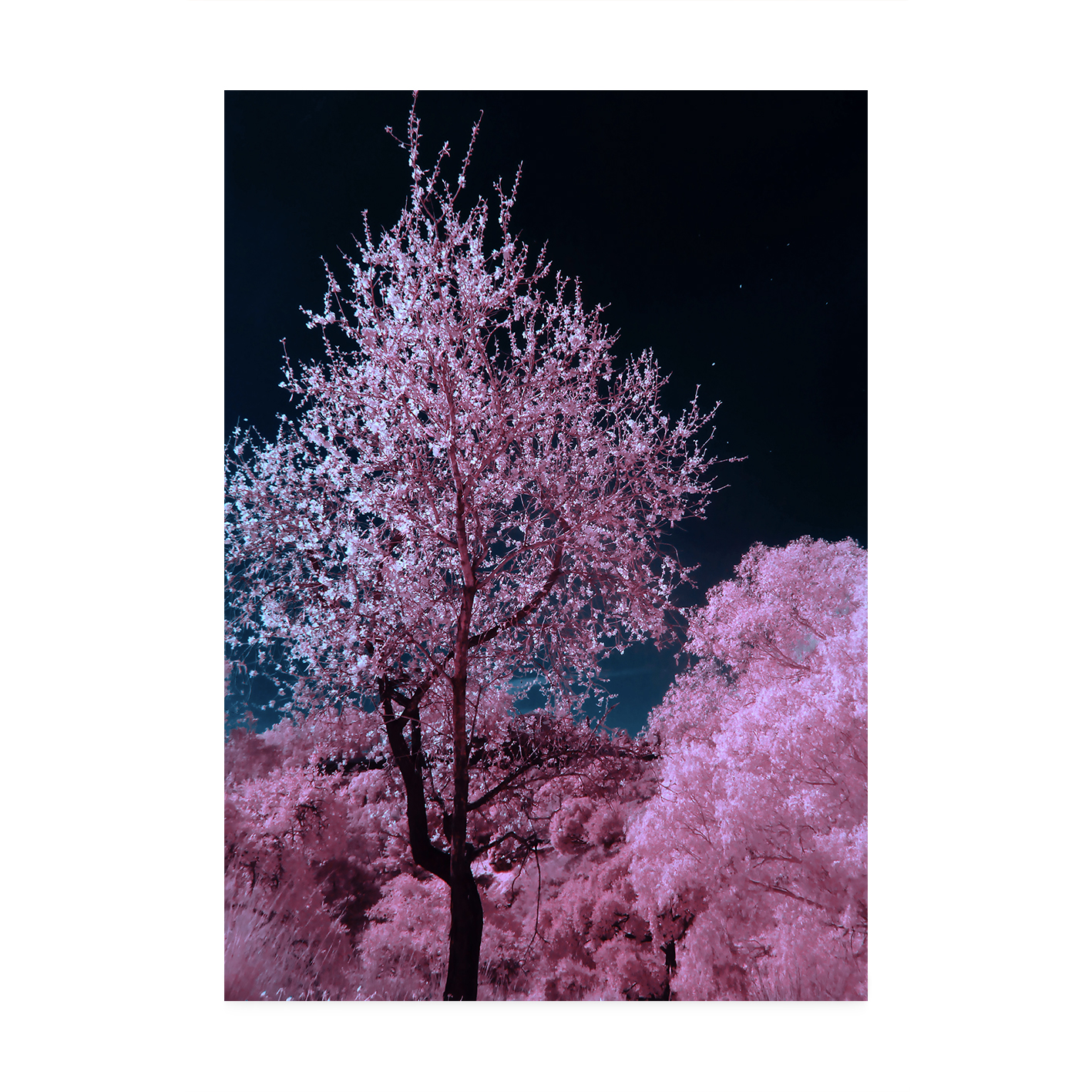 Pink Cherry Blossoms Floral FLORES_027 OR - Image 7