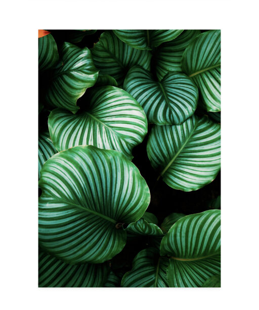 Green Leaf Flora FOLHAGENS_01 - Image 7