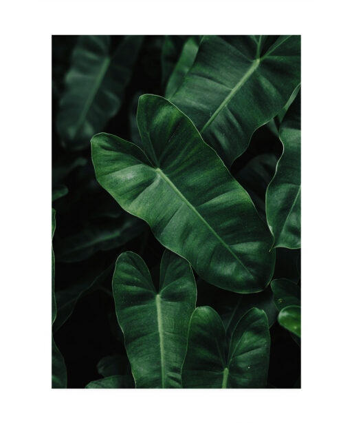 Large Green Leaf Flora FOLHAGENS_02 - Image 7