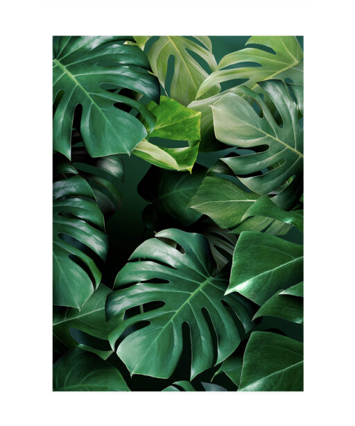 Monstera Leaf Flora FOLHAGENS_03 - Image 7