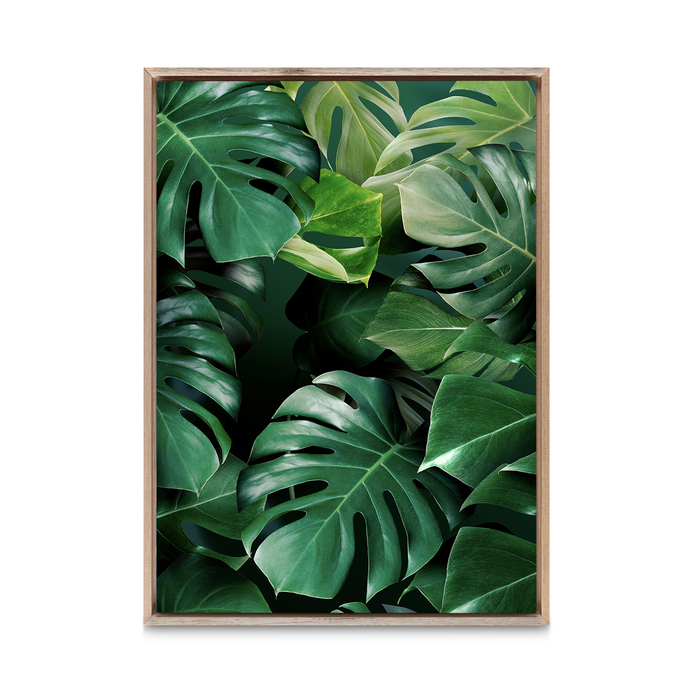 Monstera Leaf Flora FOLHAGENS_03 - Image 5