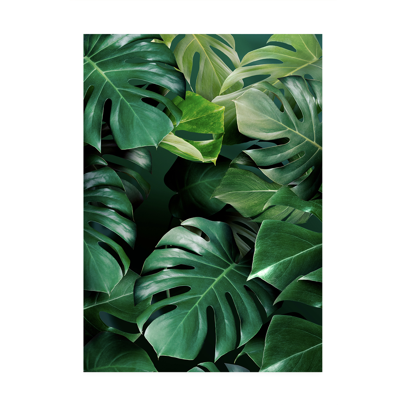 Monstera Leaf Flora FOLHAGENS_03 - Image 7