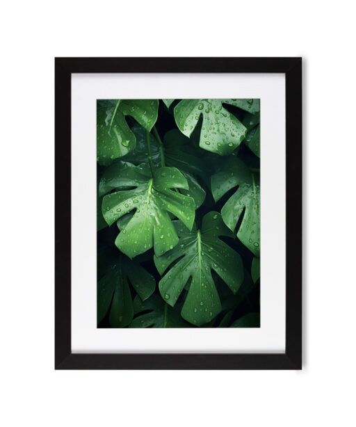 Monstera Leaf 2 Flora FOLHAGENS_4 - Image 4