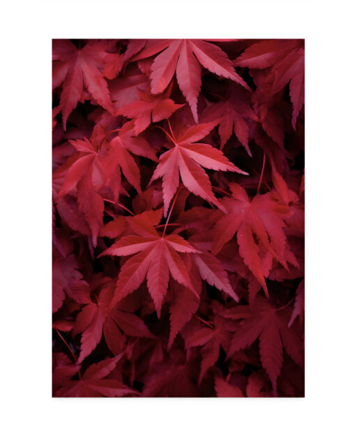 Red Leaf Flora FOLHAGENS_10 - Image 7