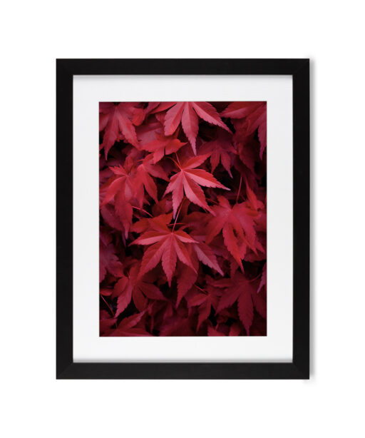 Red Leaf Flora FOLHAGENS_10 - Image 4