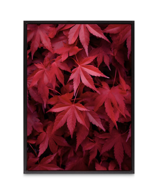 Red Leaf Flora FOLHAGENS_10 - Image 8