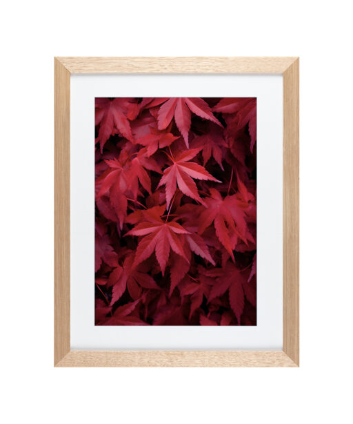 Alternative view of Red Leaf Flora FOLHAGENS_10