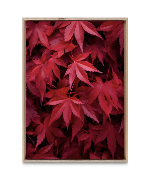 Red Leaf Flora FOLHAGENS_10 - Image 5