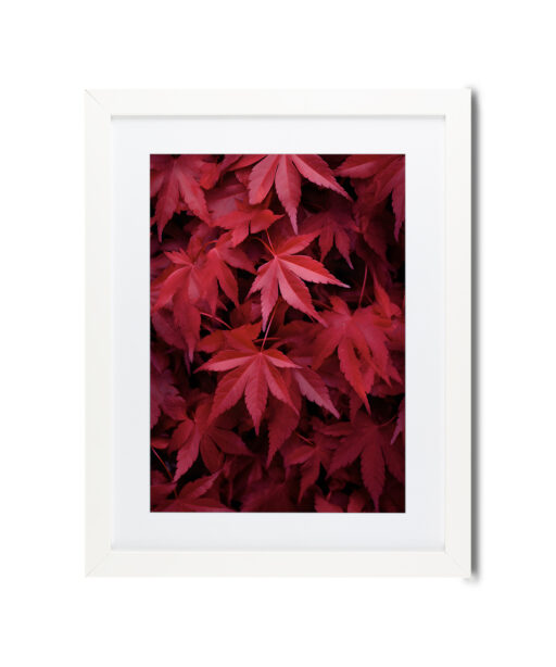 Red Leaf Flora FOLHAGENS_10 - Image 3