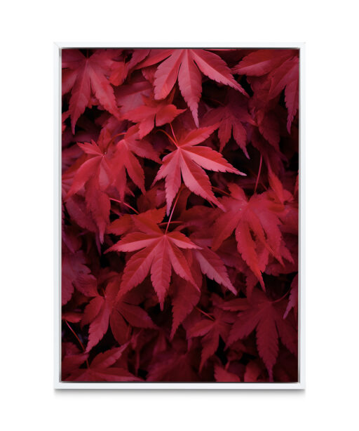 Red Leaf Flora FOLHAGENS_10 - Image 6