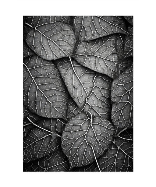 Silver Leaf Flora FOLHAGENS_11 - Image 7