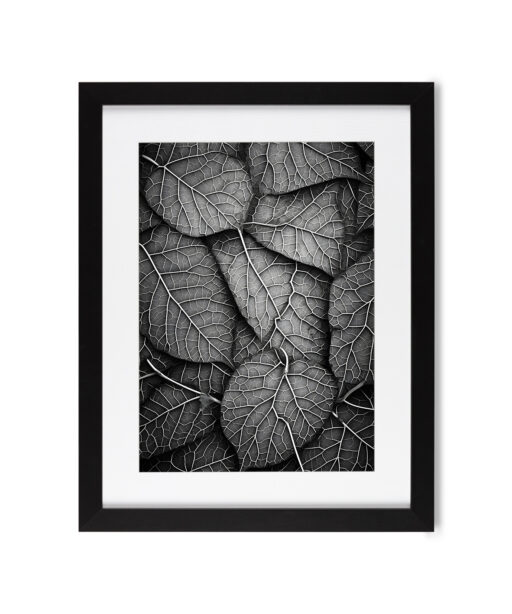 Silver Leaf Flora FOLHAGENS_11 - Image 4