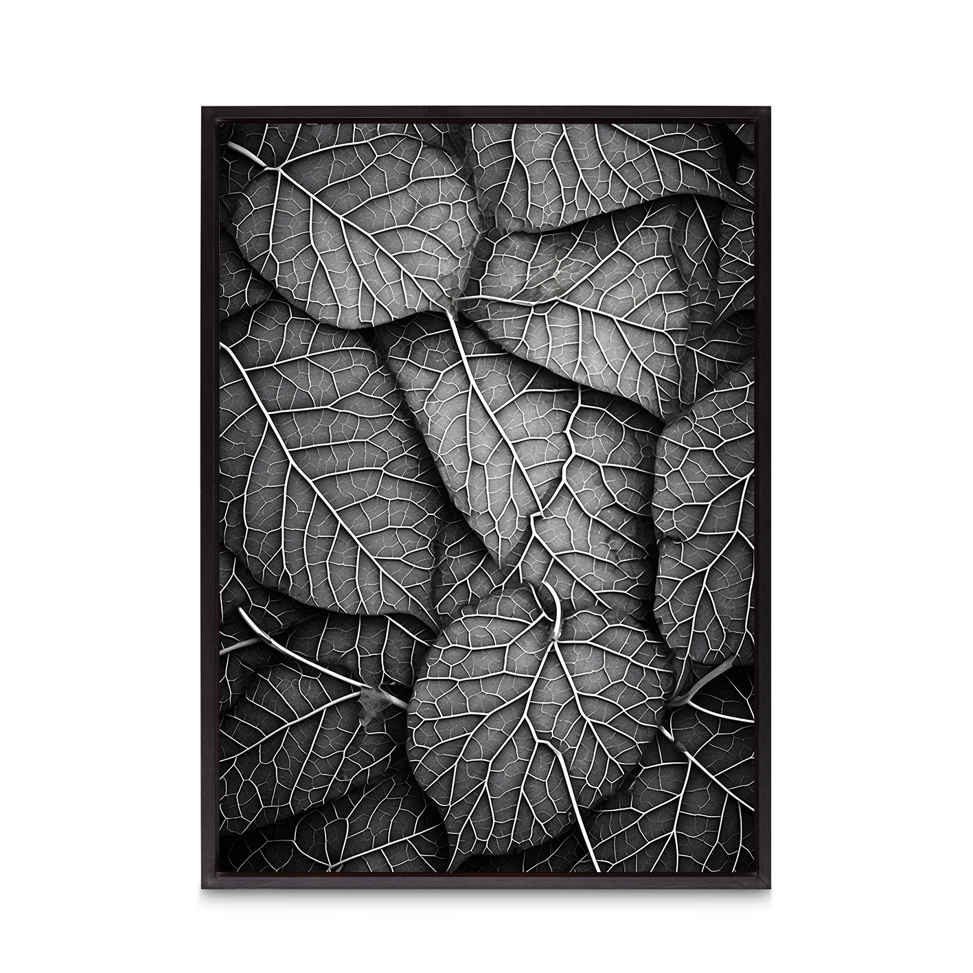 Silver Leaf Flora FOLHAGENS_11 - Image 8