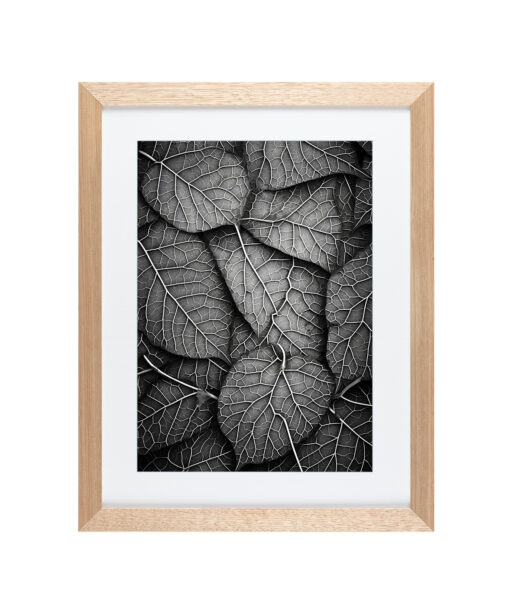 Alternative view of Silver Leaf Flora FOLHAGENS_11