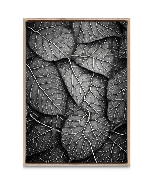 Silver Leaf Flora FOLHAGENS_11 - Image 5