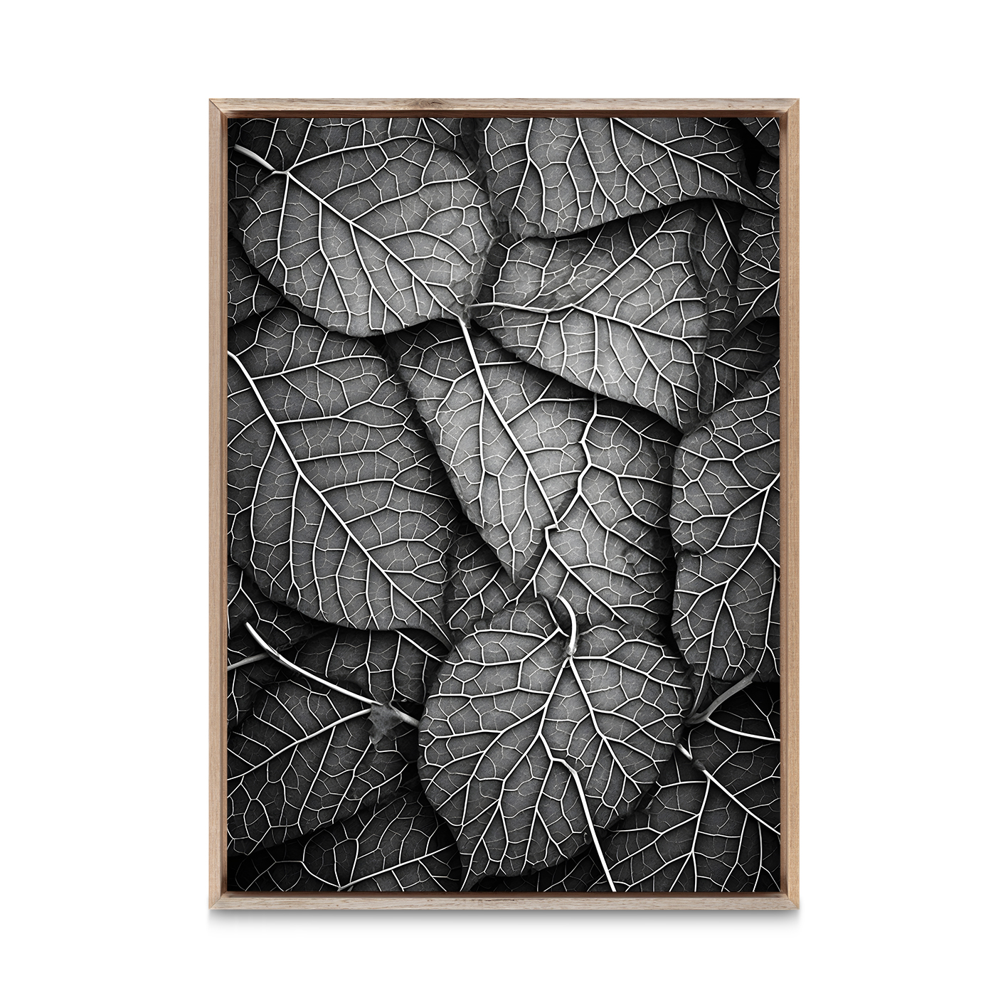 Silver Leaf Flora FOLHAGENS_11 - Image 5