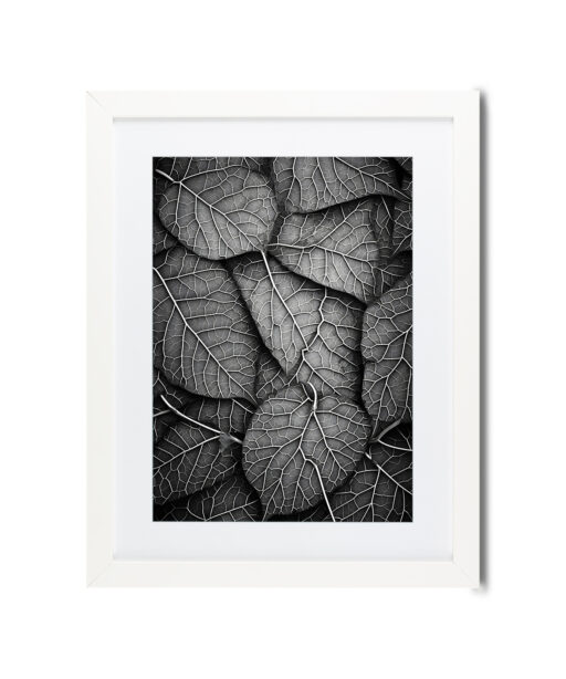 Silver Leaf Flora FOLHAGENS_11 - Image 3