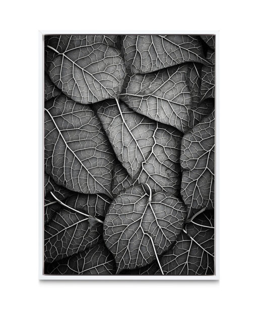 Silver Leaf Flora FOLHAGENS_11 - Image 6