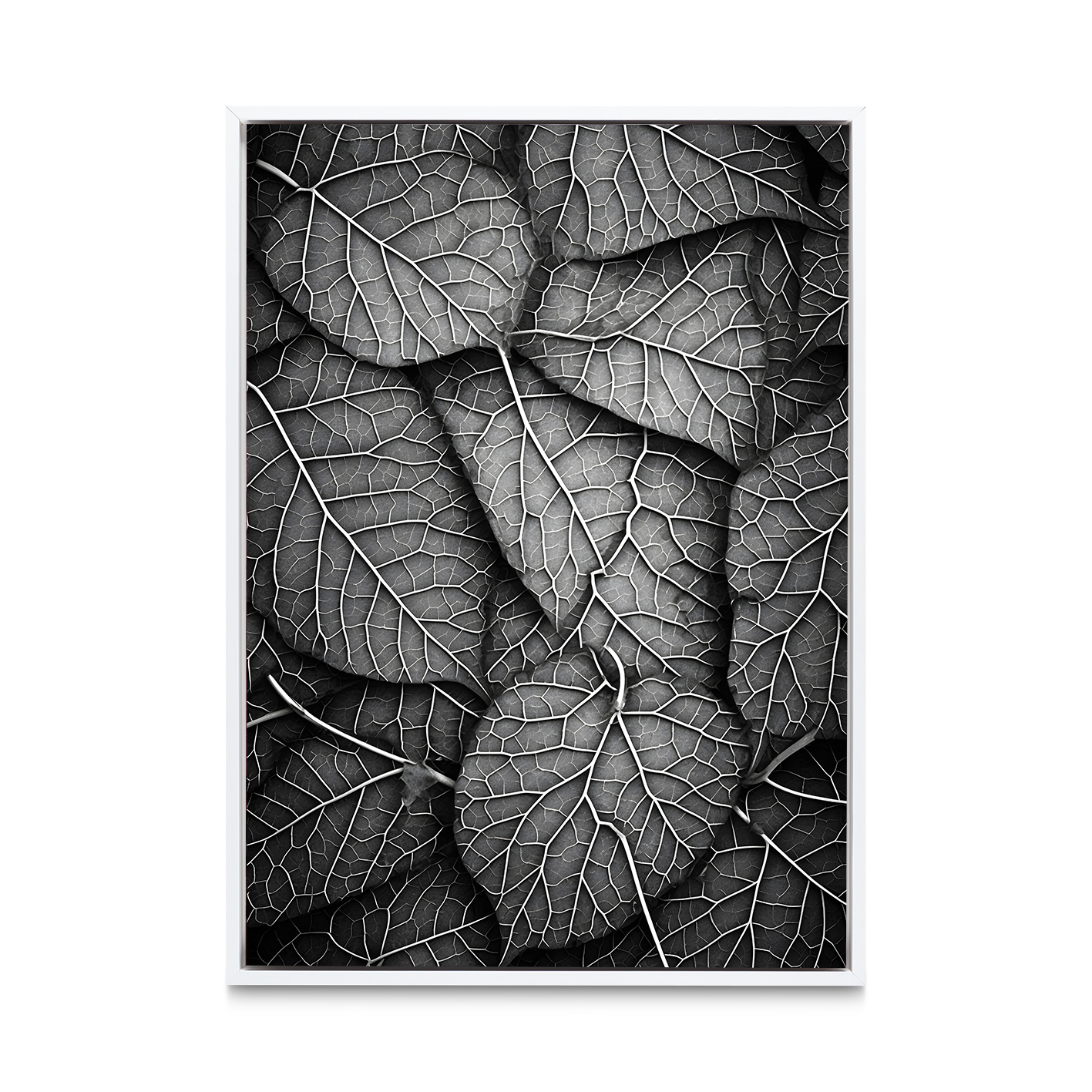 Silver Leaf Flora FOLHAGENS_11 - Image 6