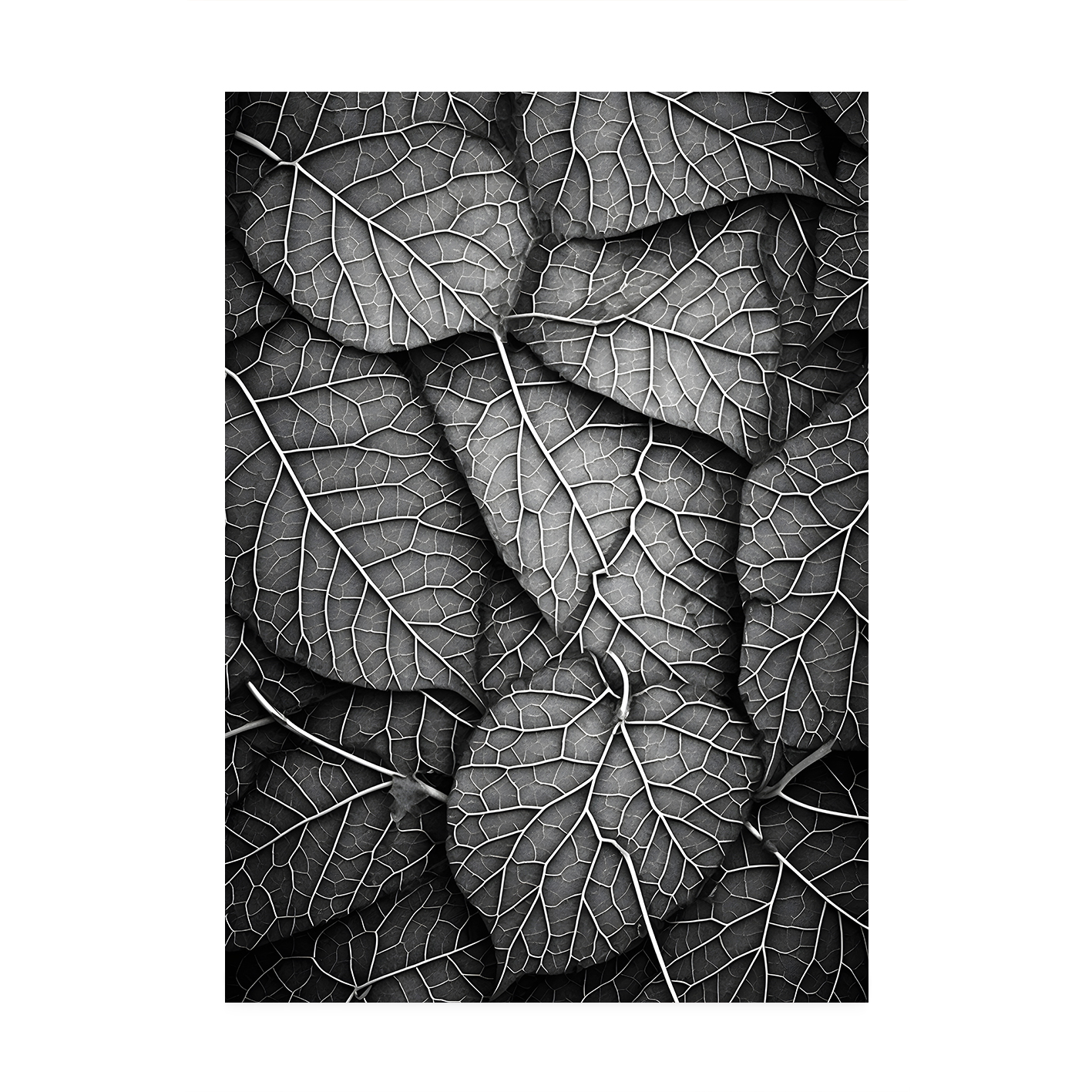Silver Leaf Flora FOLHAGENS_11 - Image 7