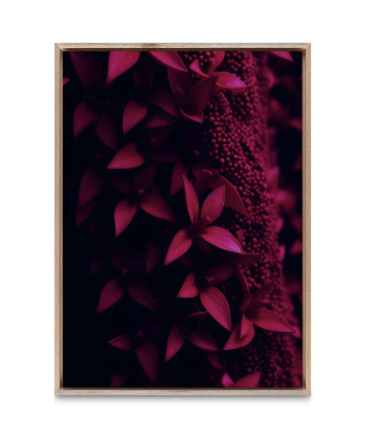 Alternative view of Dark Red Leaf Flora FOLHAGENS_14