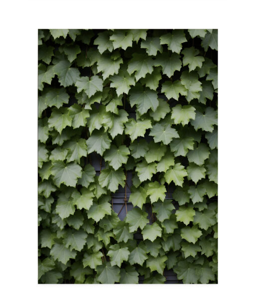 Boston Ivy Flora FOLHAGENS_23 - Image 7