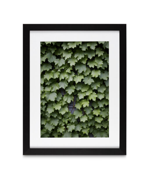 Boston Ivy Flora FOLHAGENS_23 - Image 4