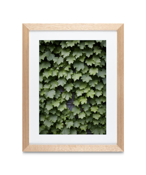 Alternative view of Boston Ivy Flora FOLHAGENS_23