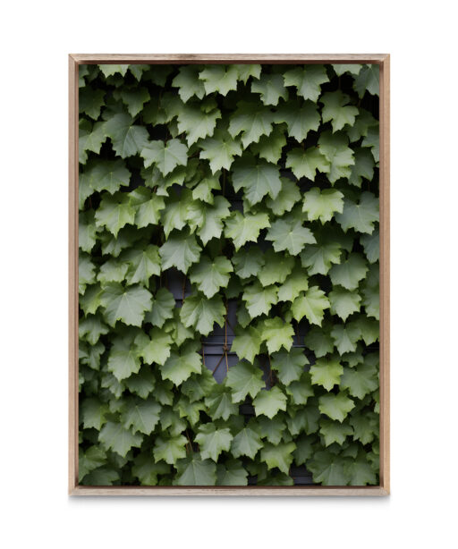 Boston Ivy Flora FOLHAGENS_23 - Image 5