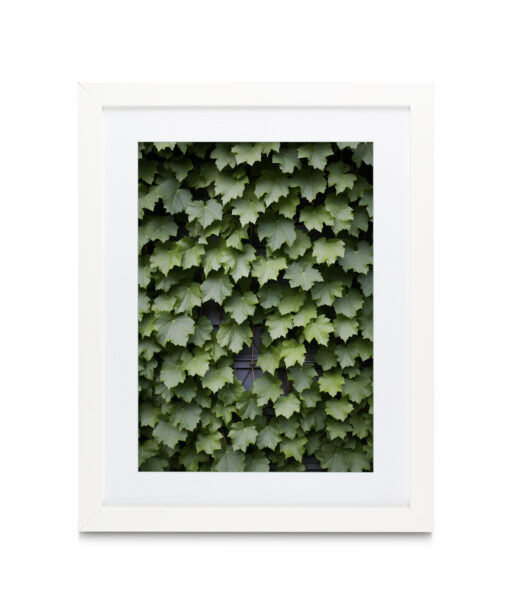 Boston Ivy Flora FOLHAGENS_23 - Image 3