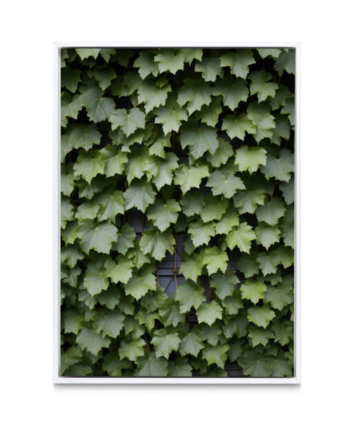 Boston Ivy Flora FOLHAGENS_23 - Image 6