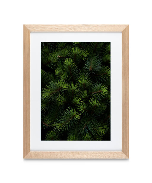 Fir Tree Flora FOLHAGENS_26 - Image 3