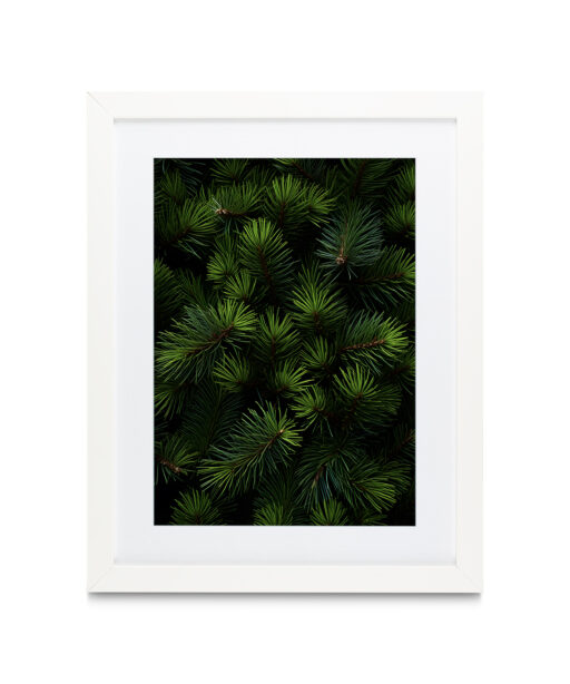 Alternative view of Fir Tree Flora FOLHAGENS_26