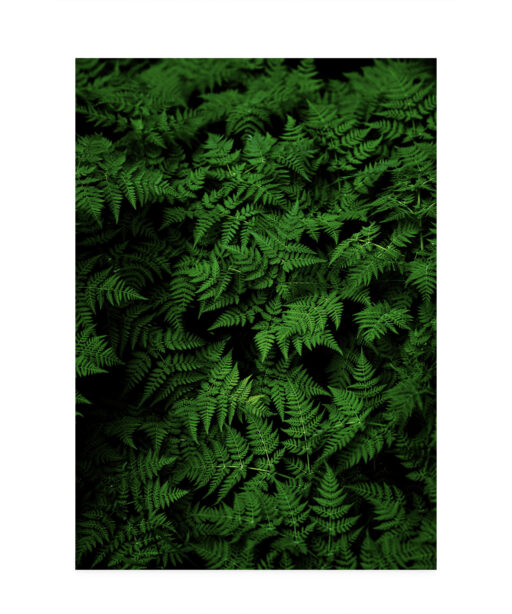 Dark Ferns Flora FOLHAGENS_28 - Image 7
