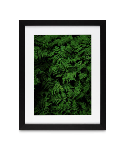 Dark Ferns Flora FOLHAGENS_28 - Image 4