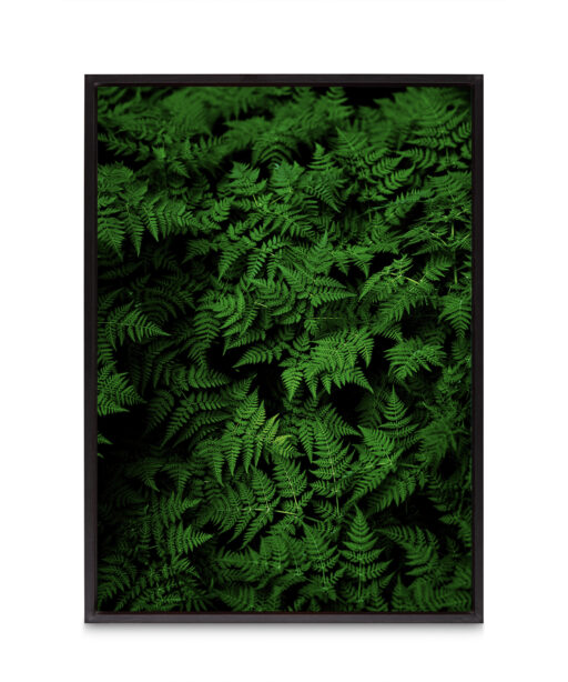 Dark Ferns Flora FOLHAGENS_28 - Image 8