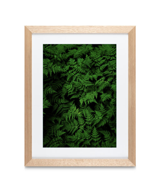 Alternative view of Dark Ferns Flora FOLHAGENS_28