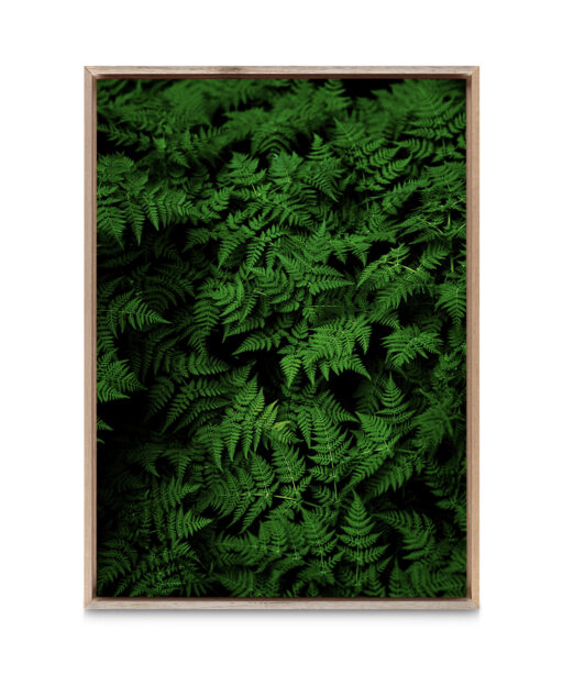 Dark Ferns Flora FOLHAGENS_28 - Image 5