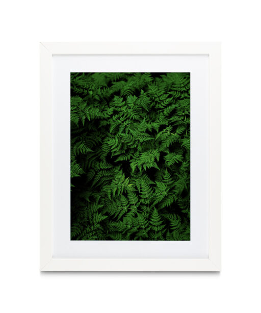 Dark Ferns Flora FOLHAGENS_28 - Image 3