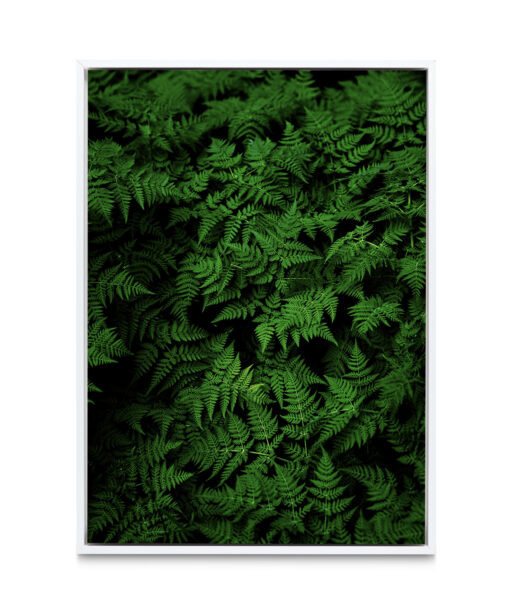 Dark Ferns Flora FOLHAGENS_28 - Image 6