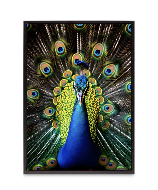 Peacock Animals AVES 111 - Image 8