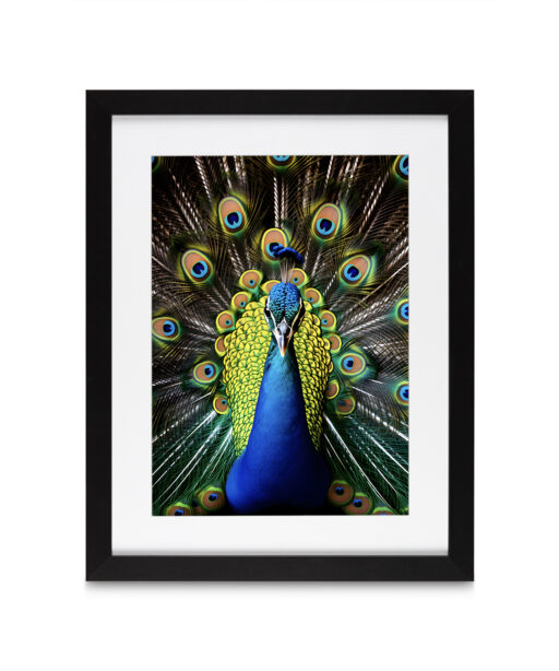 Peacock Animals AVES 111 - Image 4