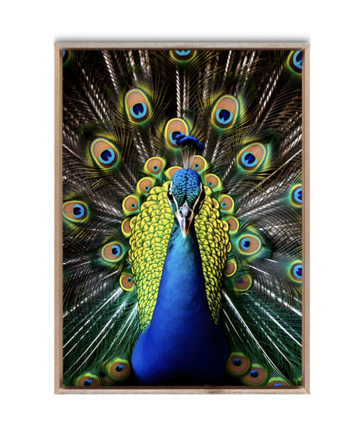 Peacock Animals AVES 111 - Image 5