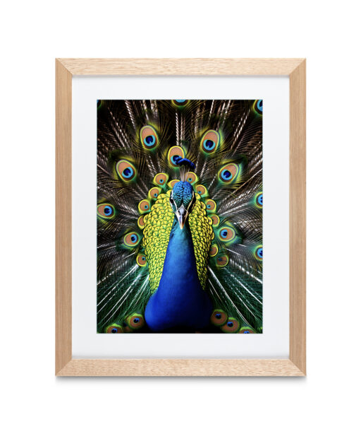 Peacock Animals AVES 111 - Image 2