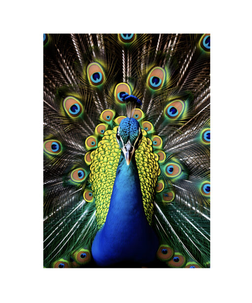 Peacock Animals AVES 111 - Image 7