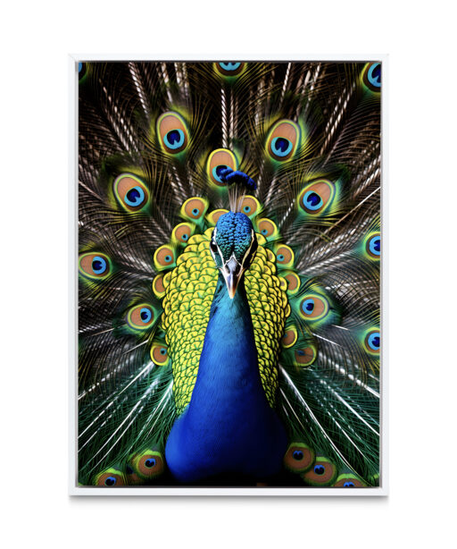 Peacock Animals AVES 111 - Image 6