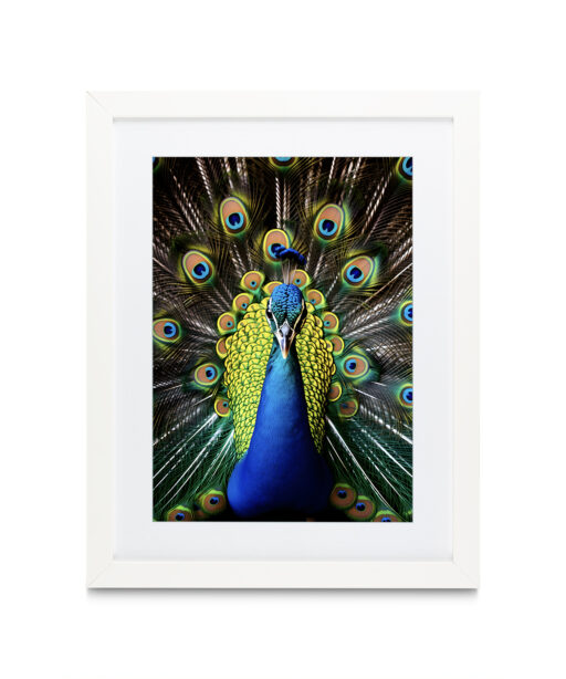 Peacock Animals AVES 111 - Image 3