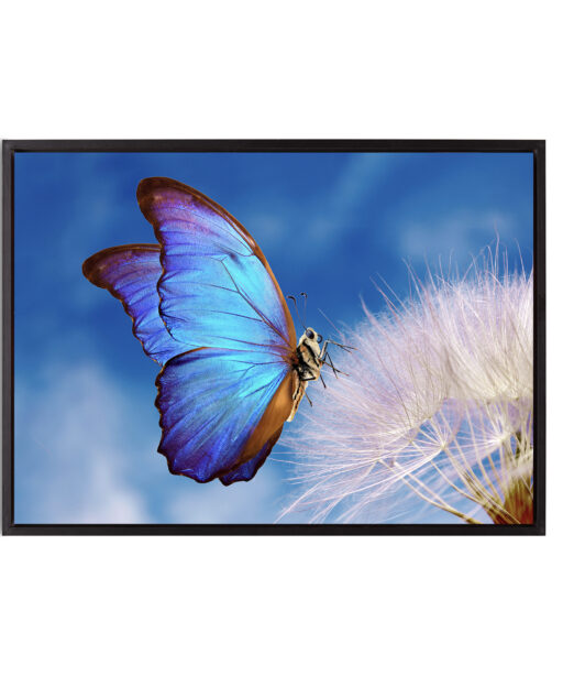 Blue Butterfly Animals BORBOLETAS 03 - Image 8